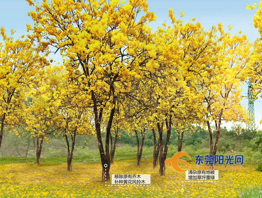11移除原有乔木改种黄花风铃木_副本.jpg