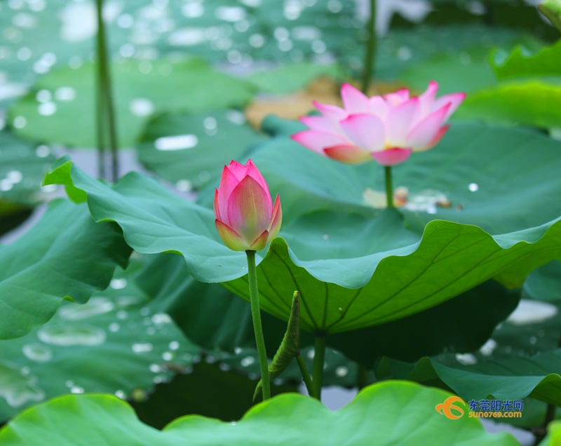 这样的荷花别样红 一席美景,胜却人间无数!