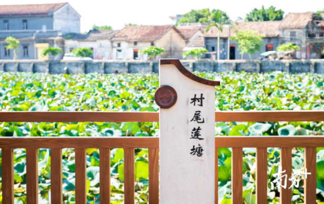 乡村振兴|横沥村尾村:环境,文化,产业齐头并进