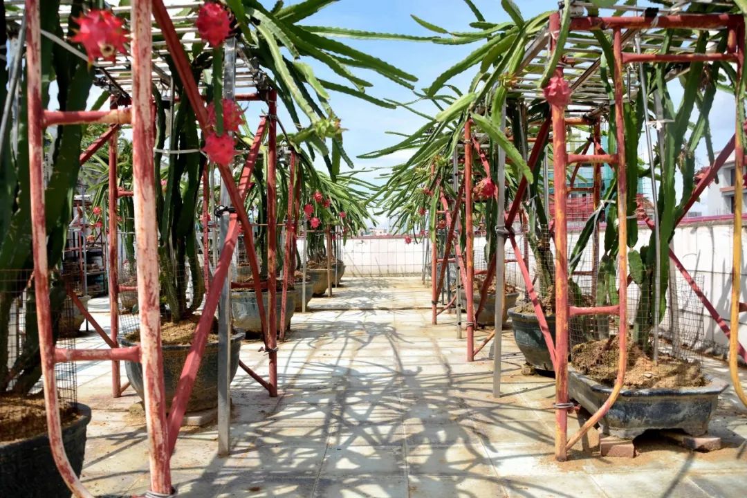 厚街大叔在阳台种火龙果年产量飚达6000斤