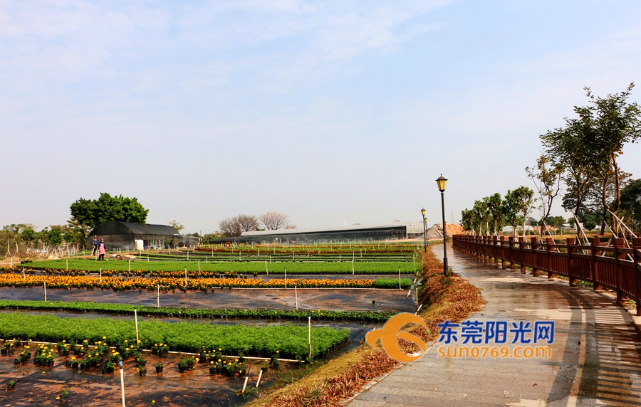 留莞过年带你玩遍东莞这些网红景点请收好