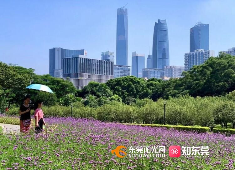 【每日荐图】东莞夏日城市美景