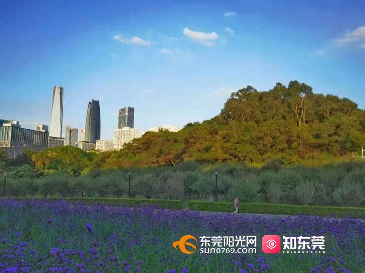 每日荐图东莞夏日城市美景