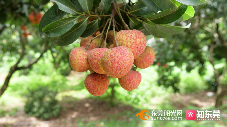 70多岁的刘远昌栽种荔枝已有32年,"唐夏红"荔枝正