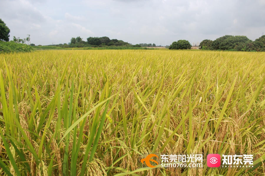 夏日里的东莞|七月,稻田美如画_东莞阳光网