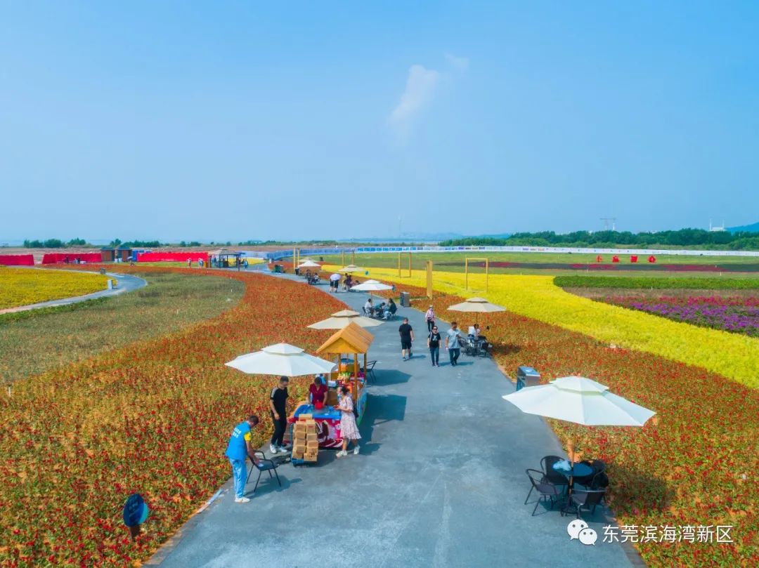 花海里"花卉公园地址:滨海湾新区中海路靠海侧