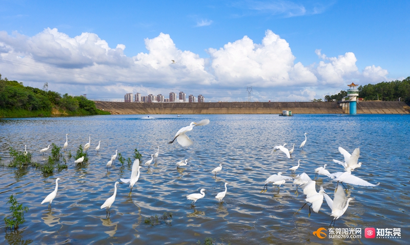 保护美丽河湖白鹭群飞清溪河生态文明新样板