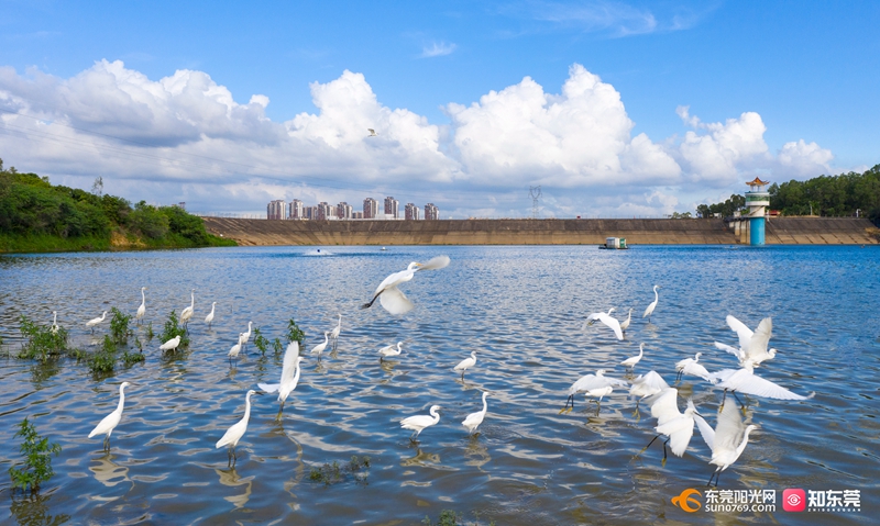 保护美丽河湖|白鹭群飞清溪河 生态文明新样板_东莞阳光网