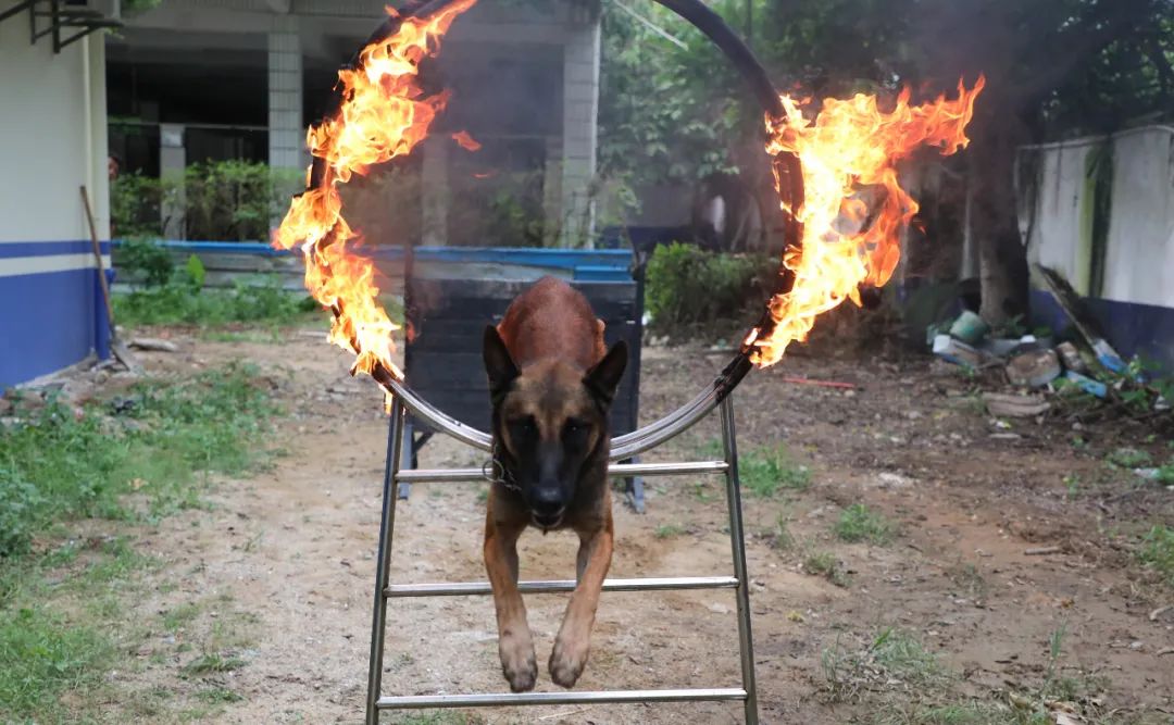 带领的警犬连续跳过一个个障碍,其中有熊熊燃烧的火圈,也有高度为一米