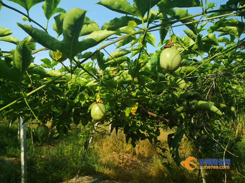 专业合作社的成功打造也是东莞帮扶韶关开展消费扶贫成果的生动写照