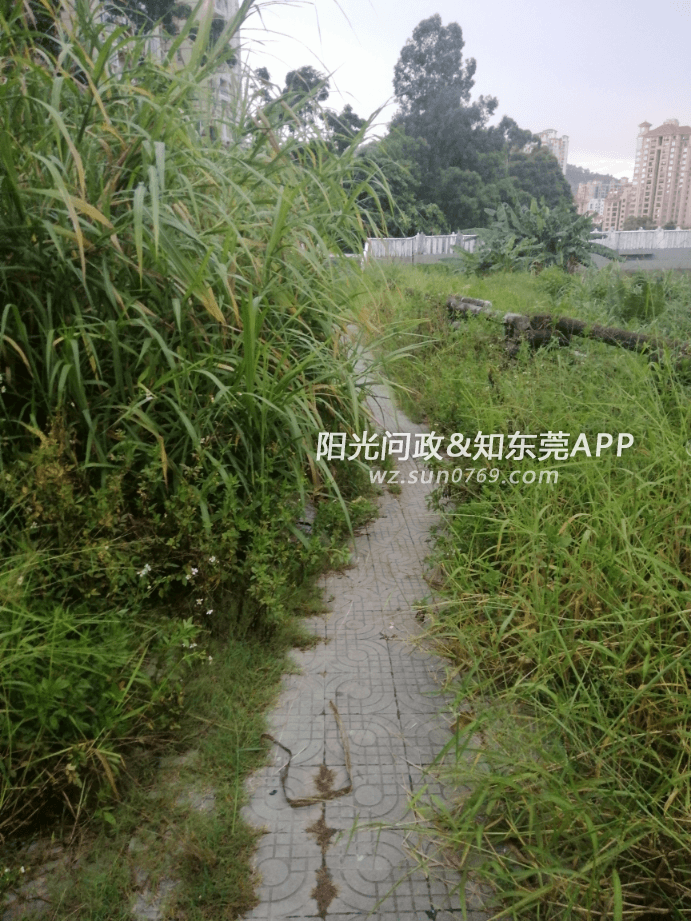 编号:258270 2020-08-28 09:02:43 樟木头碧河花园沿河街杂草丛生无