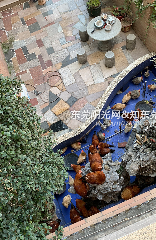 虎门西湖花园c9业主大量养家禽臭味大