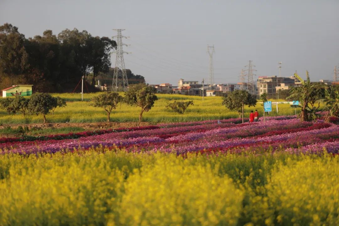 千亩"七彩花田"正式开放!等你,在桥头