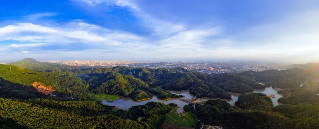 2020年大岭山森林公园四时景致请查收
