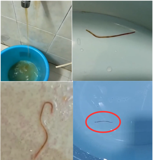 东莞一小区自来水惊现活虫业主不敢洗澡