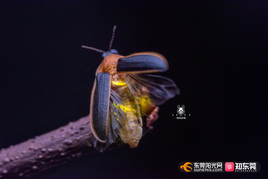 小小的萤火虫,一生要经历卵,幼虫,蛹和成虫4个阶段,每个阶段都能发光