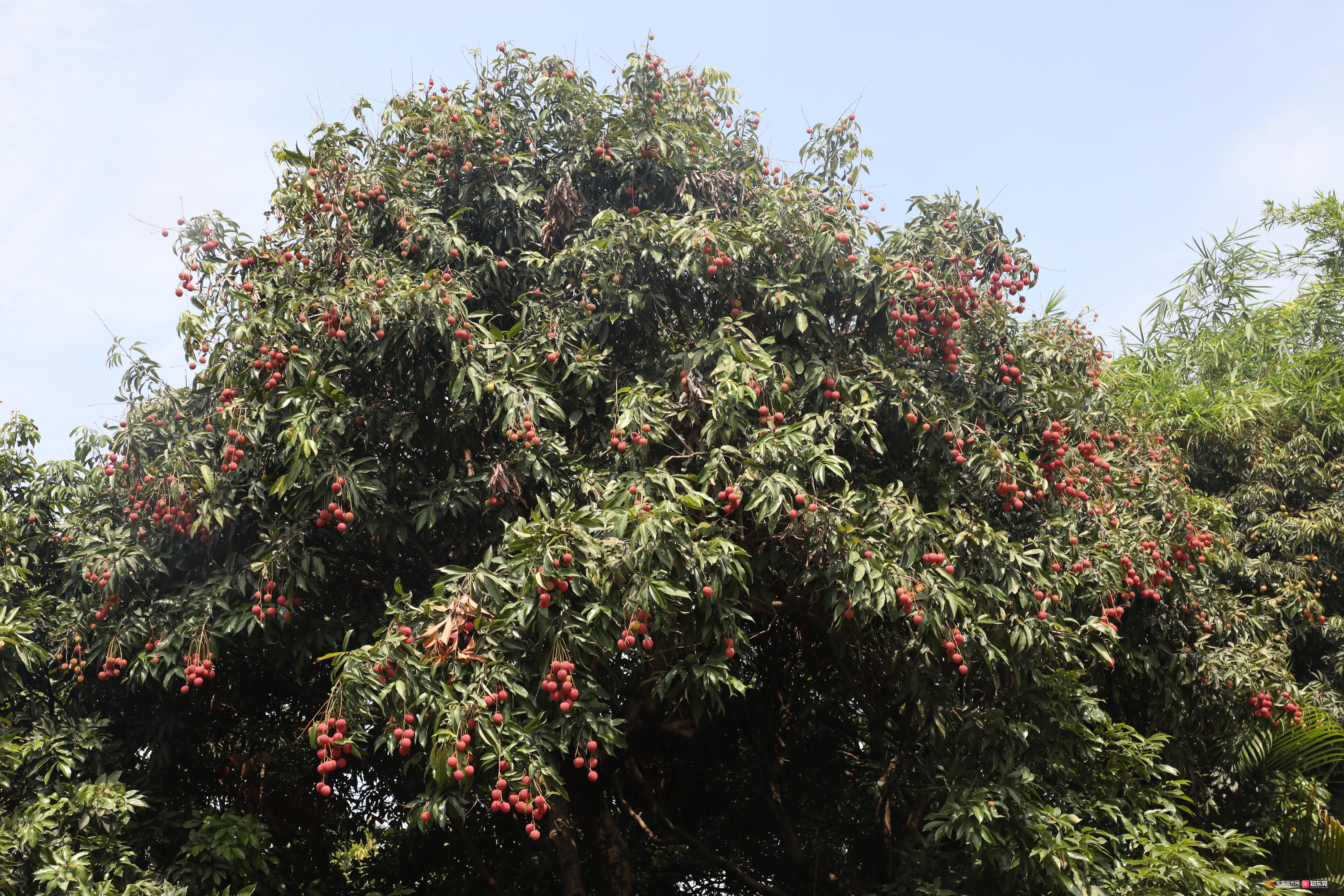 每年这个时候,本地的荔枝小果贩袁月清定会到这里采购,然后拿到镇中心