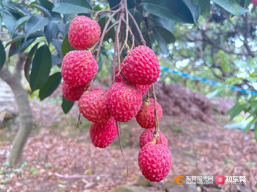 这种荔枝被称为"仙荔"!有什么来头?