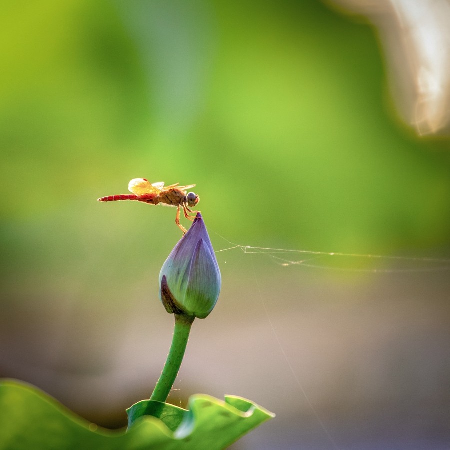 夏荷大片上线,为夏日增添几份清新的意境!