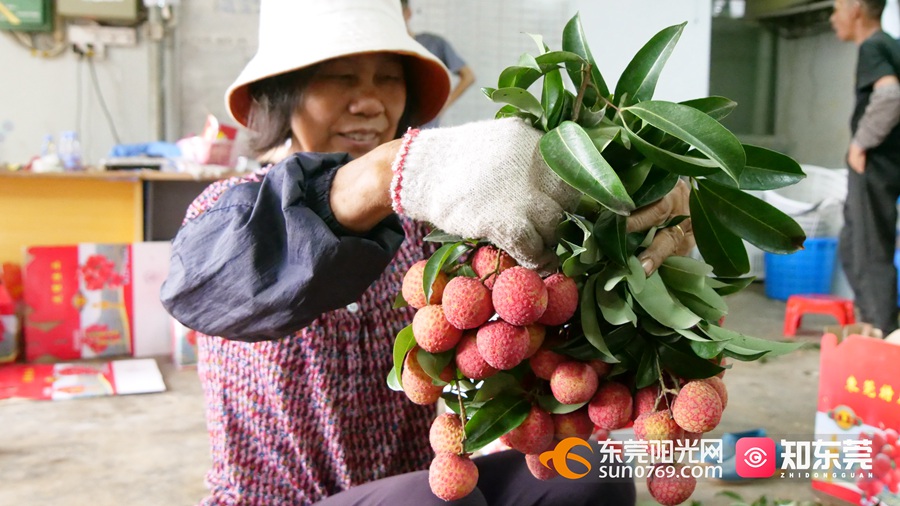 东莞这种与塘厦同音的荔枝,你品尝过吗?