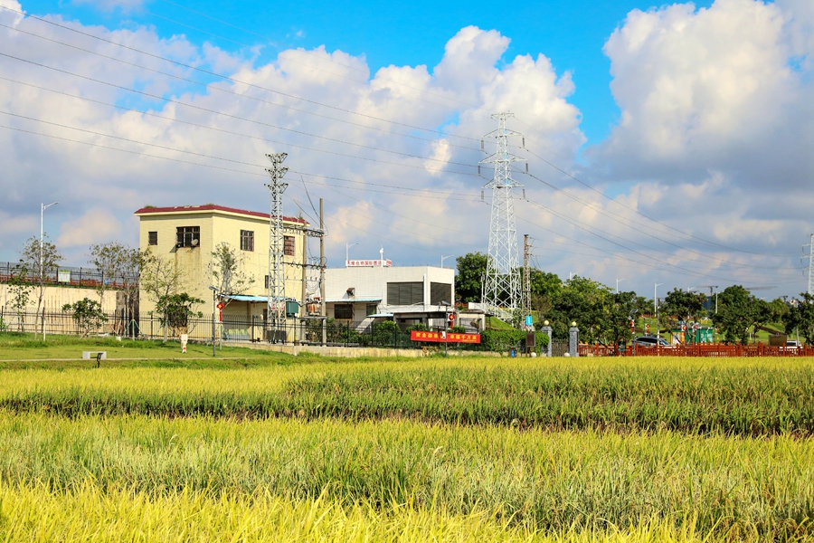 20210714上元稻田公园大景 陈嘉豪摄 (2).jpg