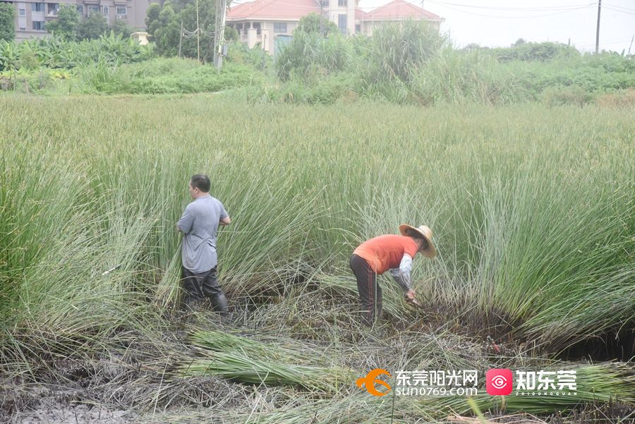 沙田草的药用效果图片