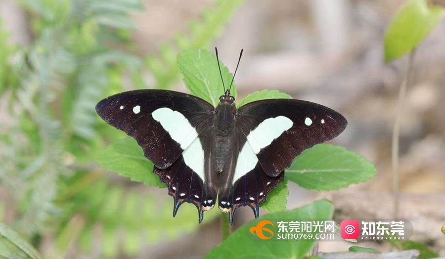窄斑凤尾蛱蝶_副本.jpg