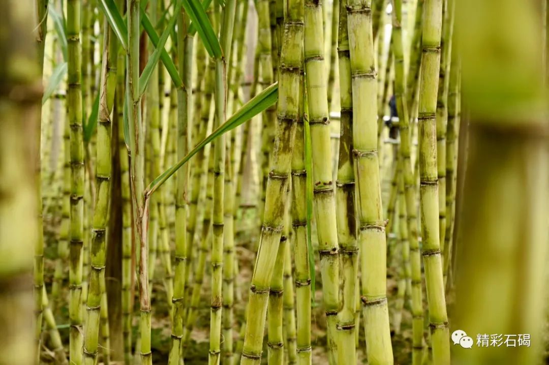 【乡村振兴】石碣沙腰甘蔗熟了,快来体验秋日采摘吧!