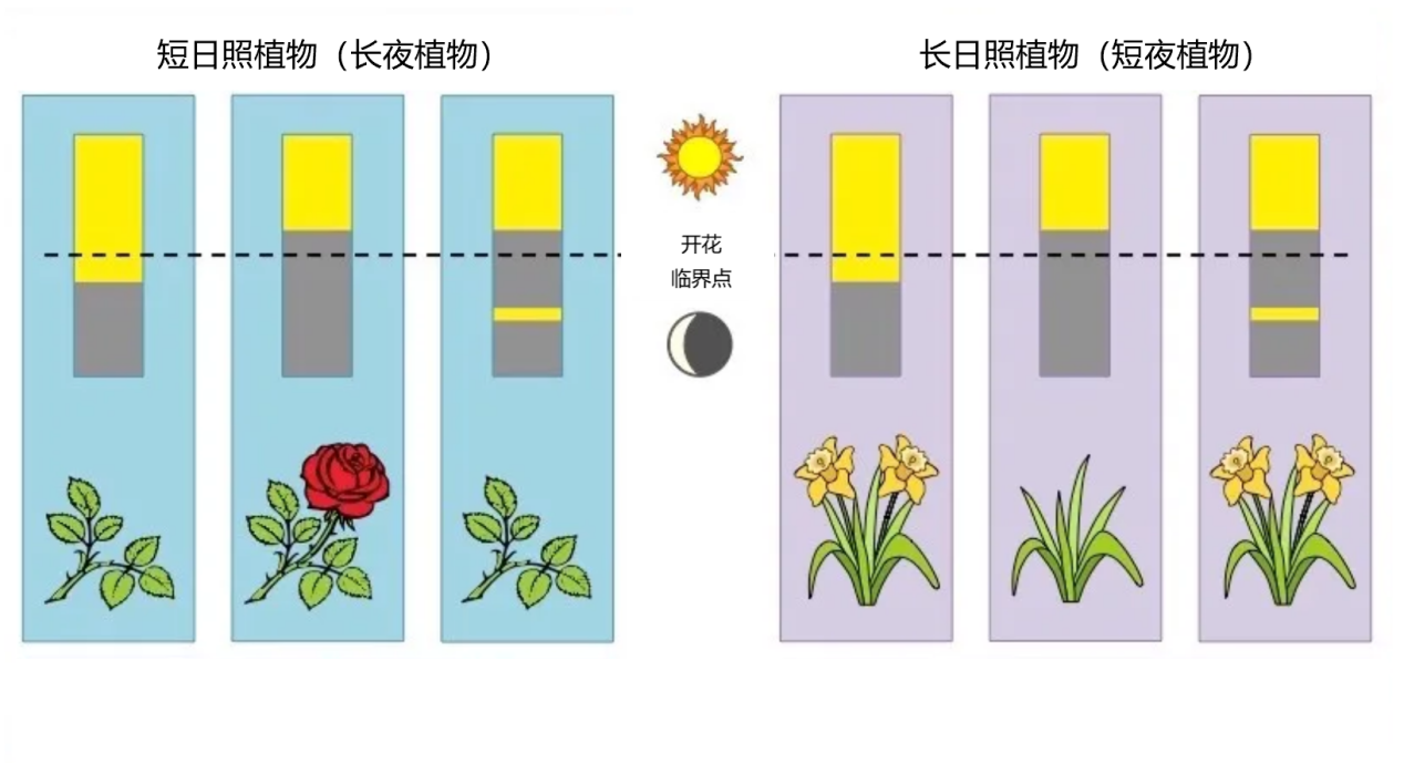 慕云深聪明的桂树开着聪明的花