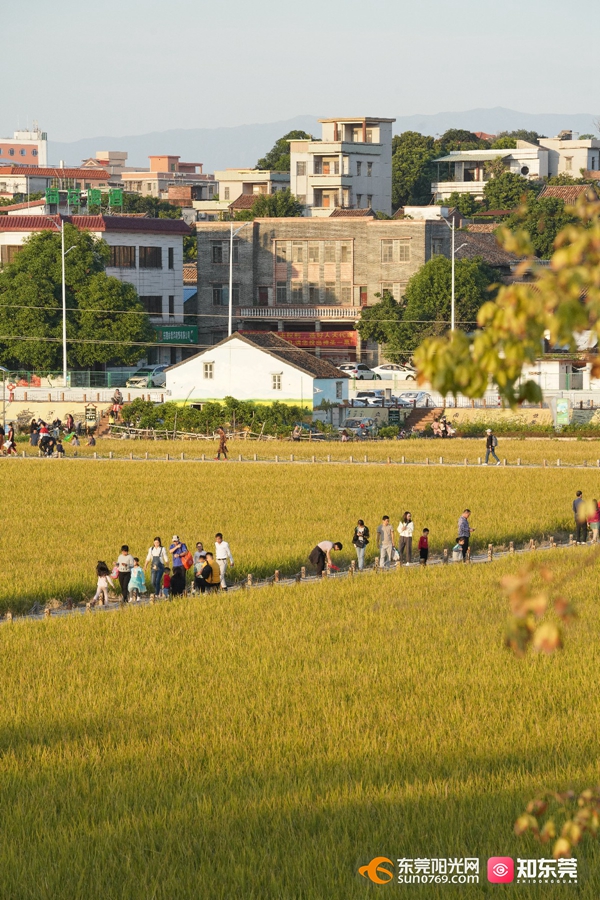 20211111上元稻田公园美图 陈嘉豪摄 (127).jpg