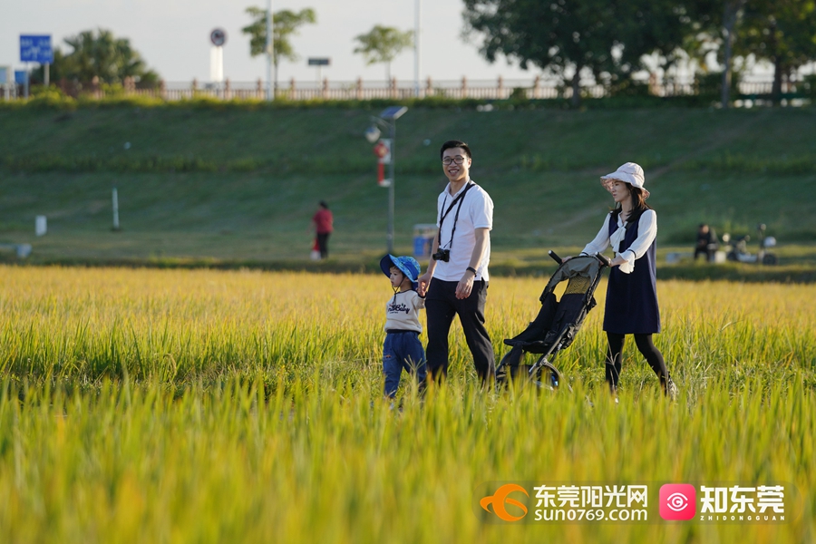 豐收的畫卷!東莞最美稻田在這裡