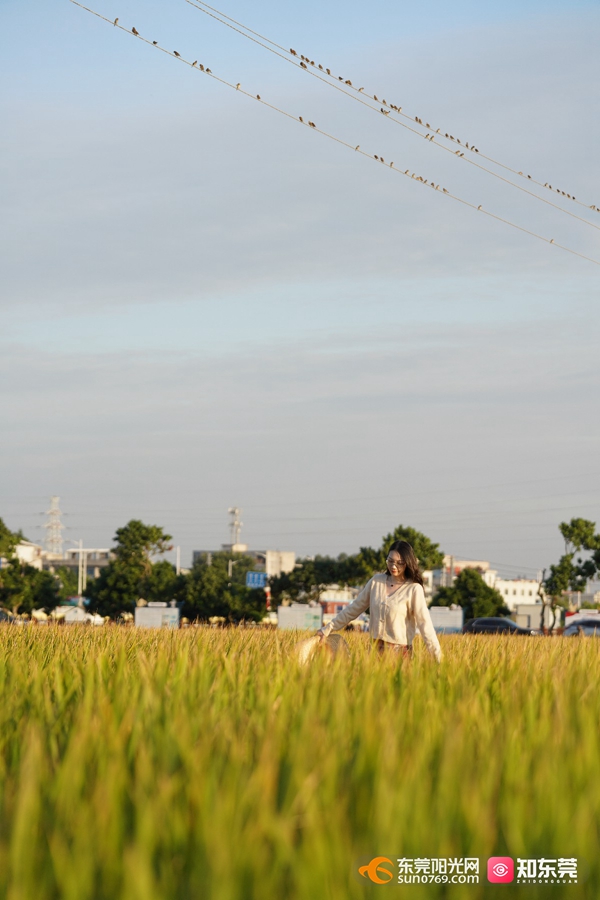 20211111上元稻田公园美图 陈嘉豪摄 (82).jpg