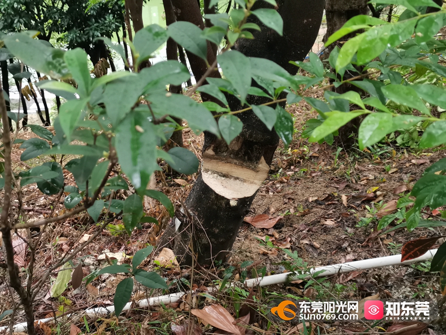 凌晨五點,大嶺山莞香非物質文化遺產保護園已經聚集了不少準備採香的