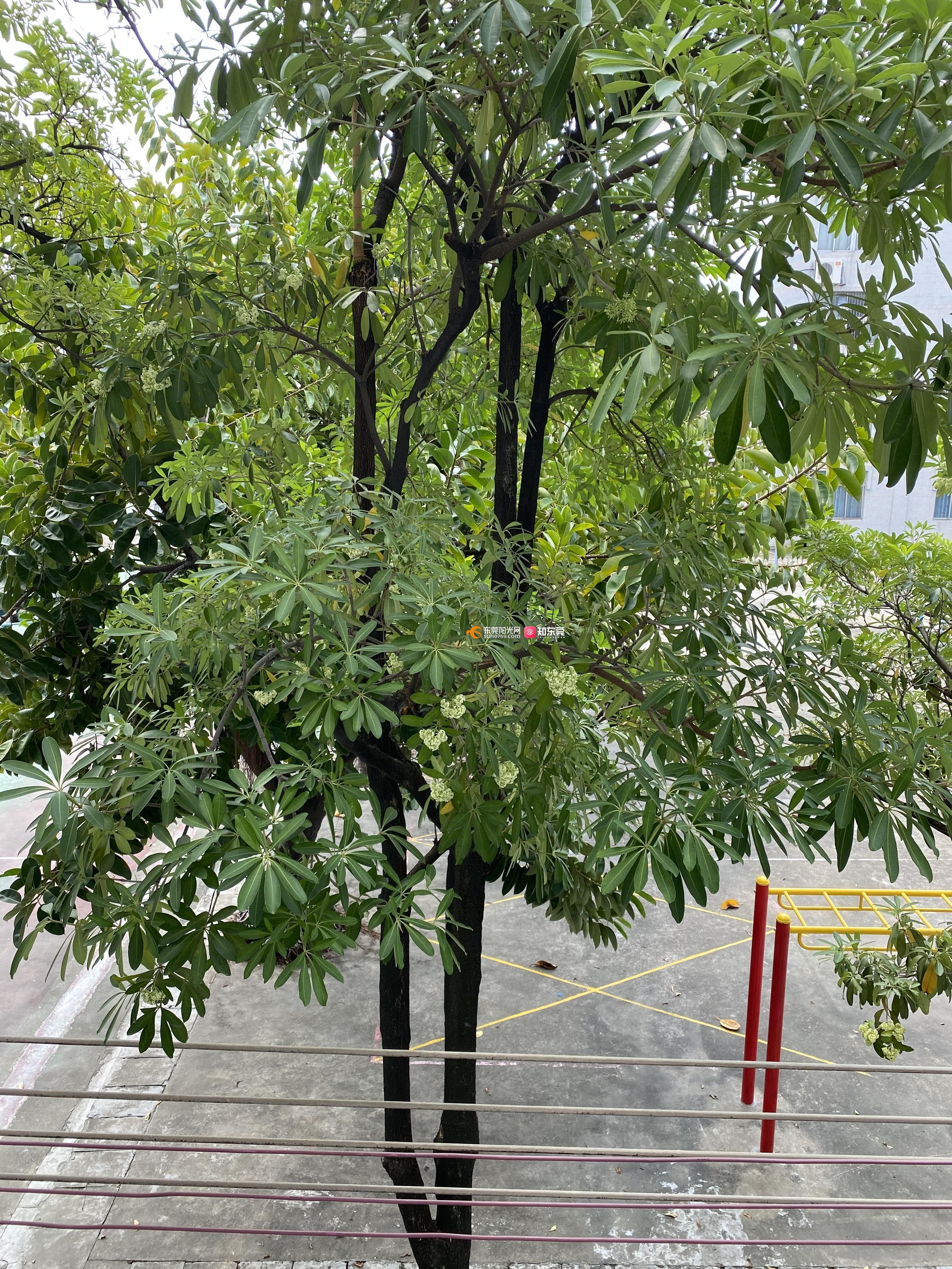 道窖中学里有一排树臭到发晕恶心