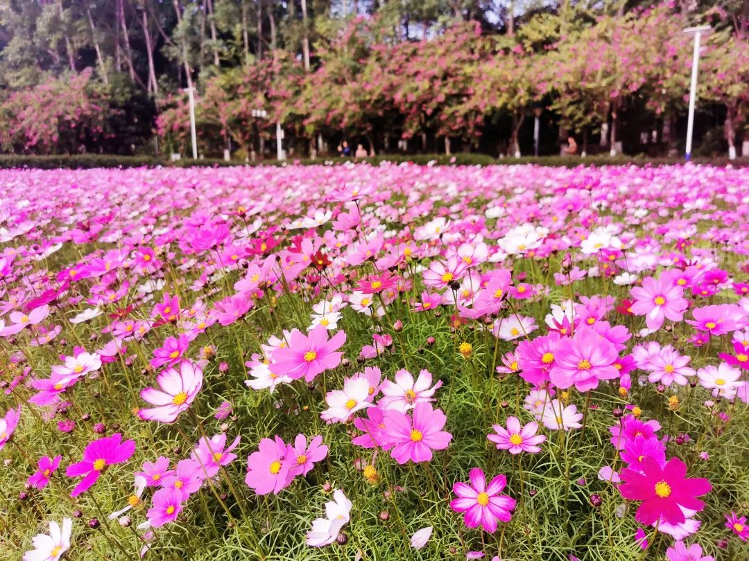 小編在鳳山公園農耕園看到,成片奼紫嫣紅的格桑花海十分搶眼,在驕陽的