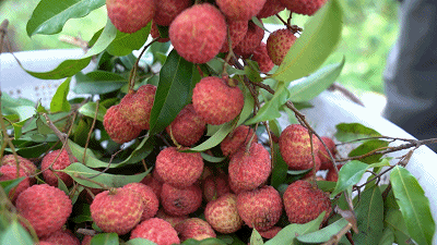 视频东莞市第一件谢岗荔枝成功注册国家地理标志证明商标