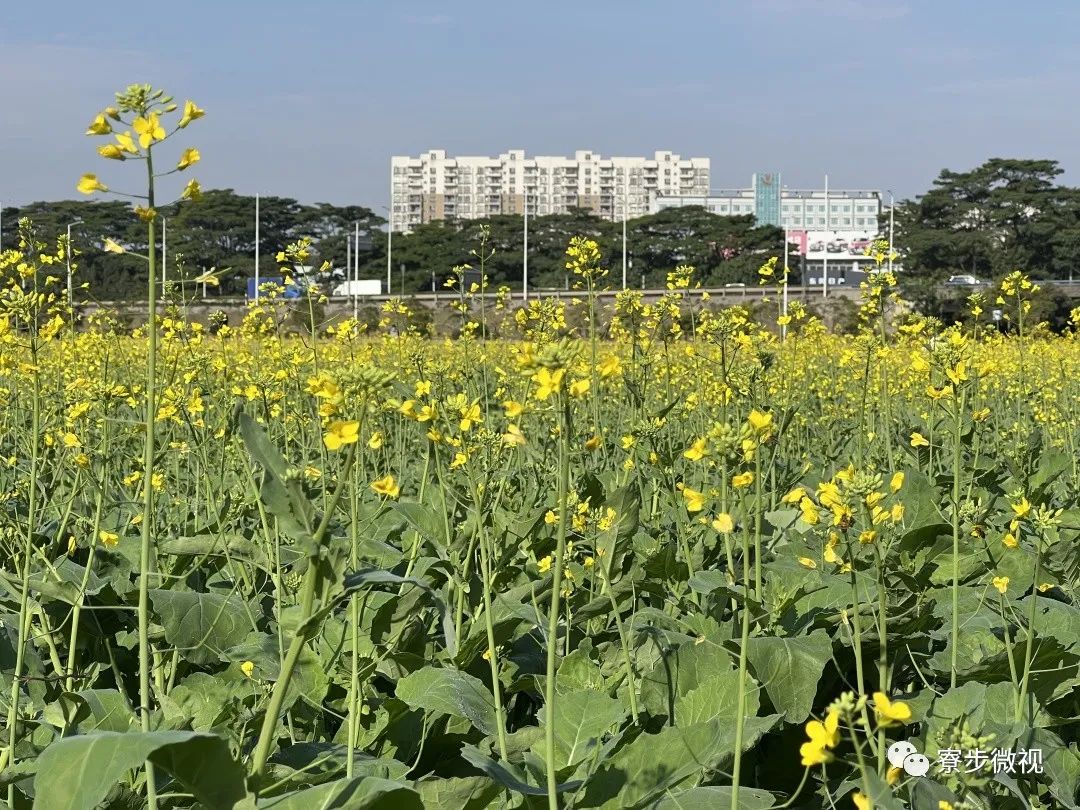 美翻了东莞这些地方的桃花油菜花向日葵都开了