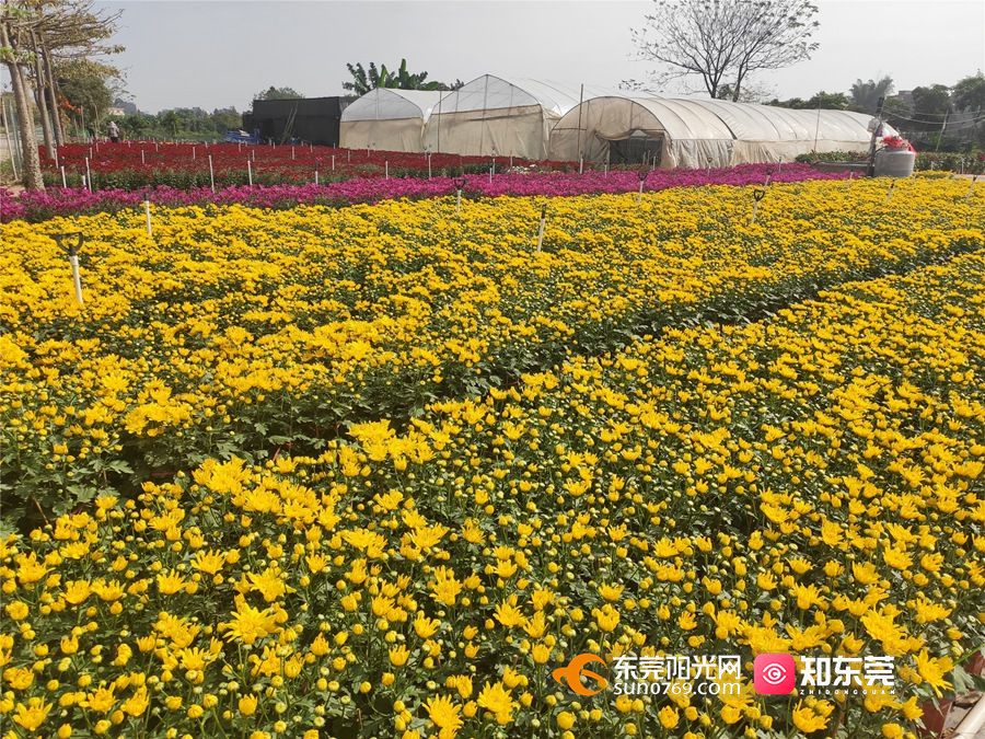 "花花世界"与你相约,东莞市民不可错过的年味!