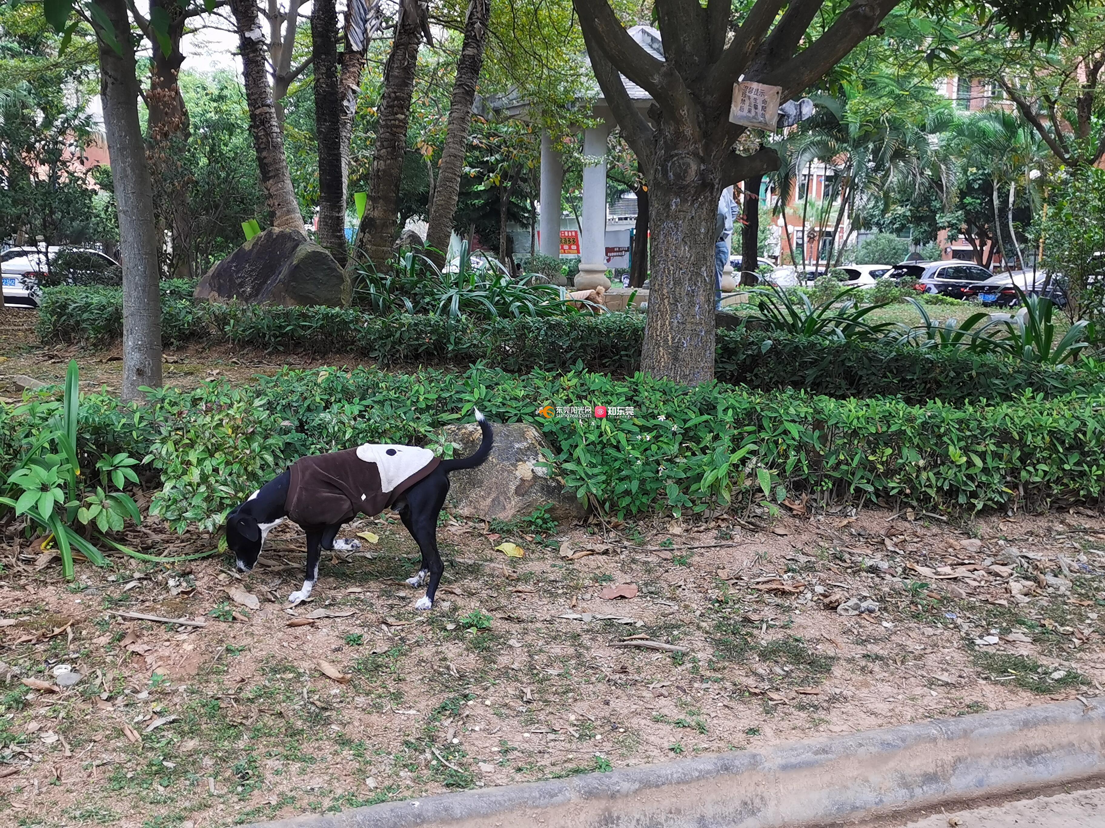 樟木头帝豪花园大型犬遛狗不牵绳
