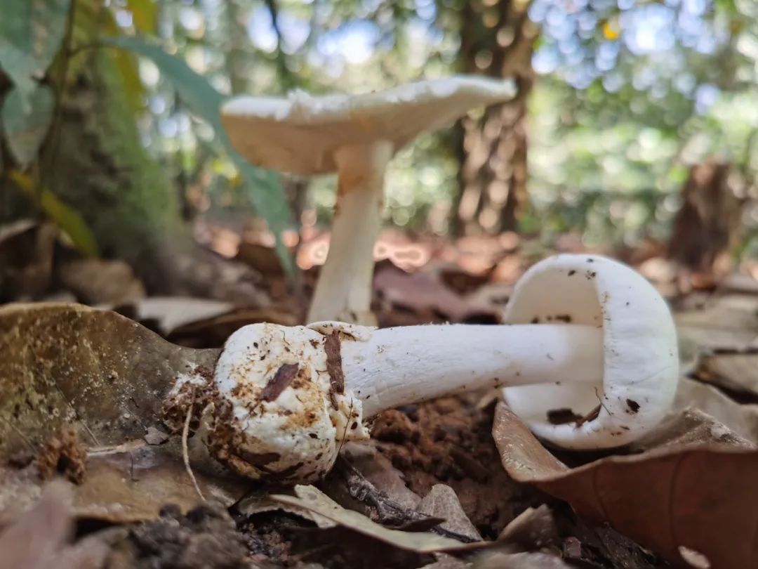 省专家在大岭山森林公园发现一片头号毒王致命鹅膏