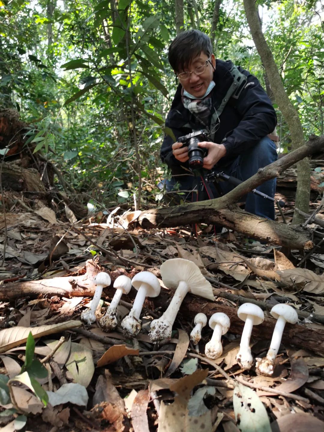 省专家在大岭山森林公园发现一片头号毒王致命鹅膏