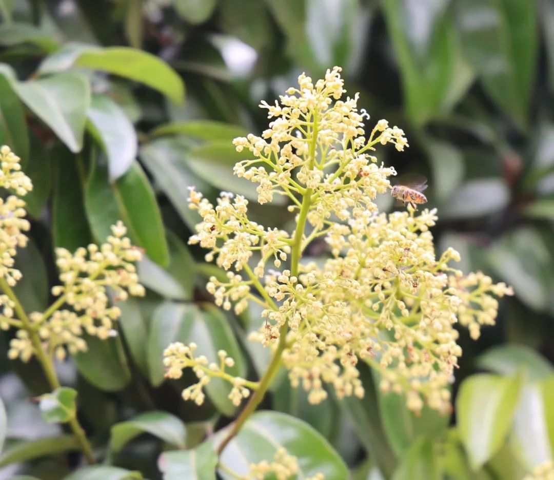 寮步百年荔枝树齐开花花盛寓意迎丰年
