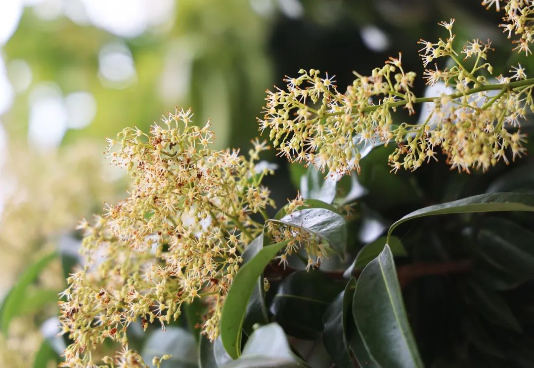 寮步百年荔枝树齐开花花盛寓意迎丰年
