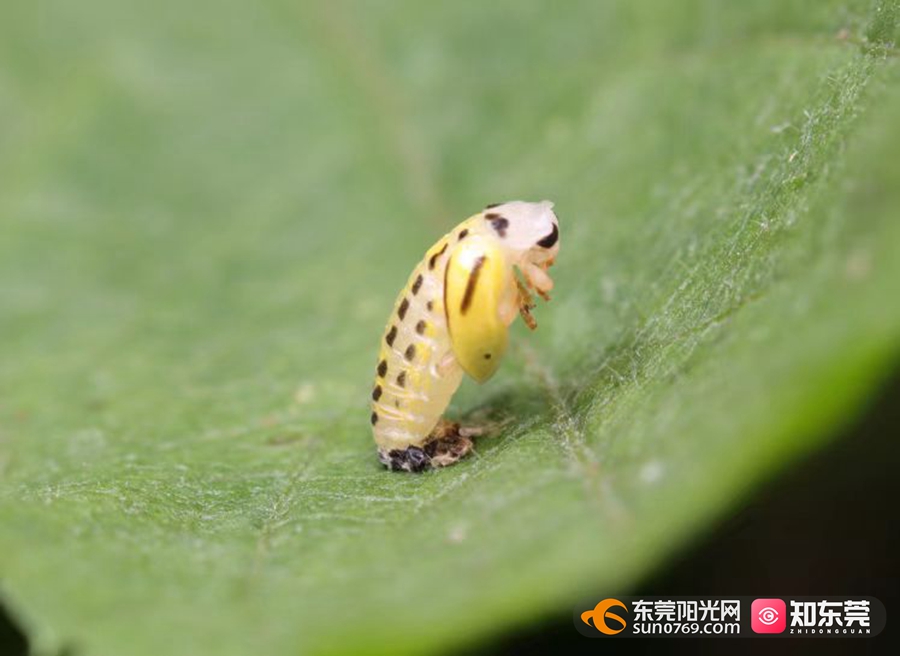 吃菌的瓢虫东莞这片荔枝园出现两群稀客