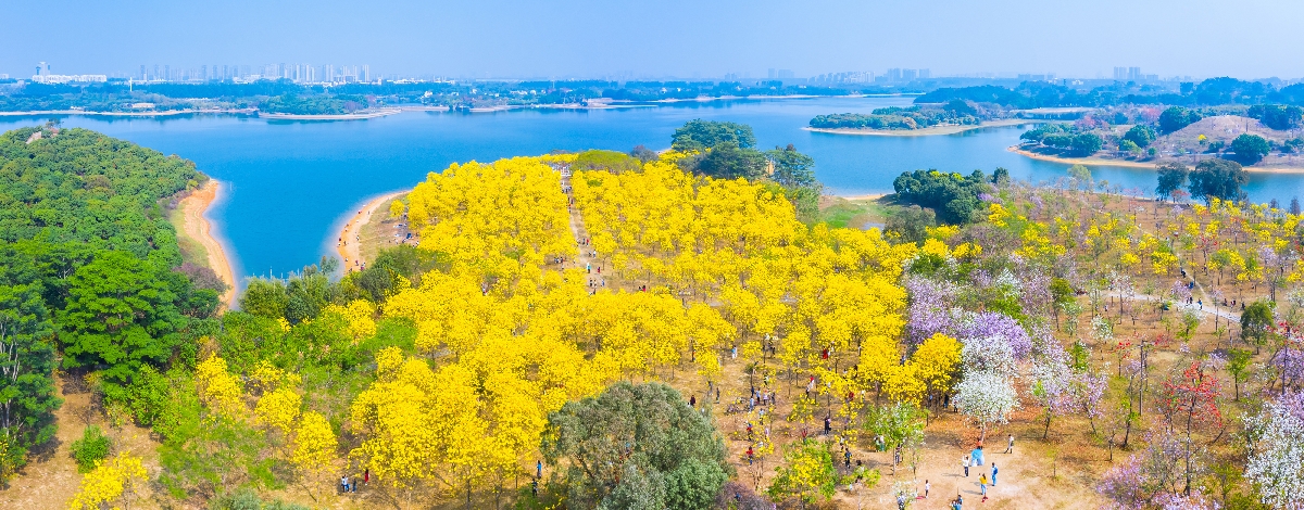 松山湖黄花风铃木地点图片