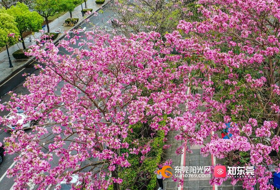 四月春意盎然,淡红风铃木在长安街头怒放