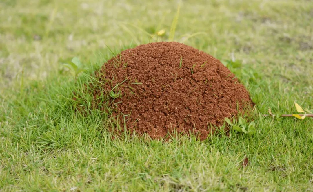 红火蚁出没!市民游玩草地公园需小心