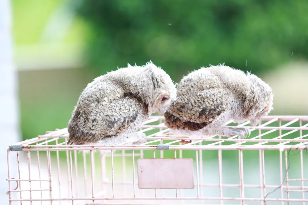 国际生物多样性日一场与领角鸮宝宝的温情邂逅
