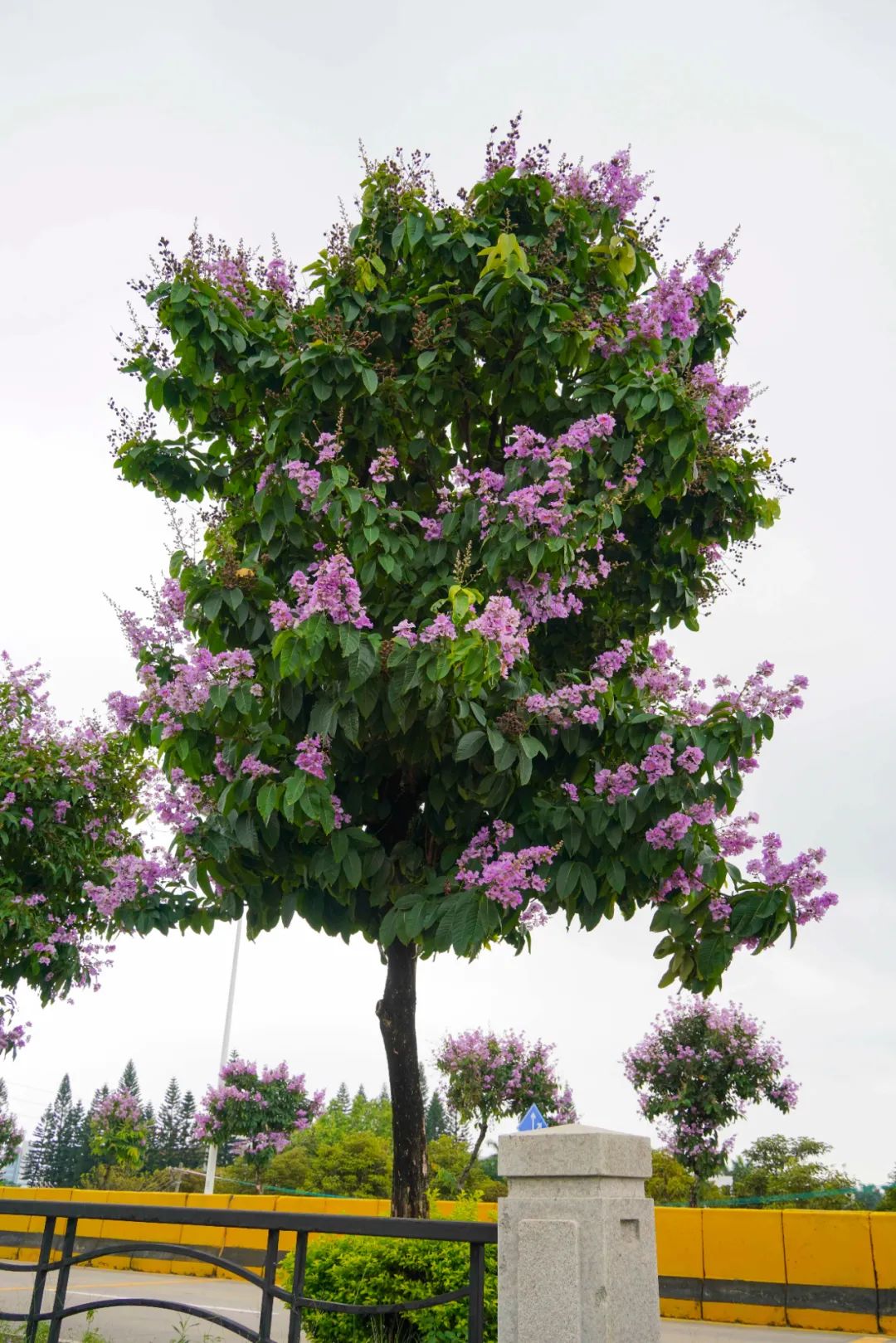 据悉,大叶紫薇,又名大花紫薇,是千屈菜科,紫薇属大乔木,每年的花期