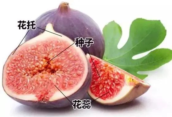 因为无花果是雌雄异花,花隐于囊状花托内,平常只见其果,不见其花,我们